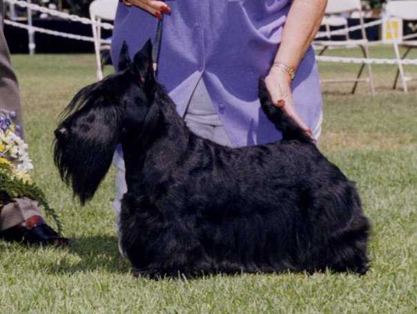 RAVENSCRAIG WAR CLOUD | Scottish Terrier 