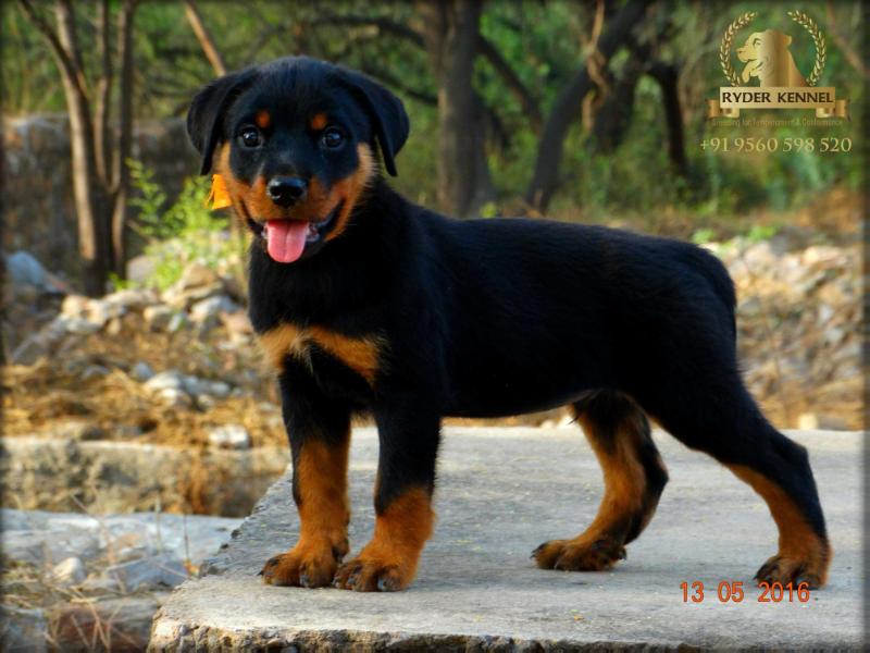 Ryder's Bachelor Boy | Rottweiler 