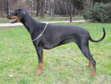 Nightwish Aphrodite | Black Doberman Pinscher