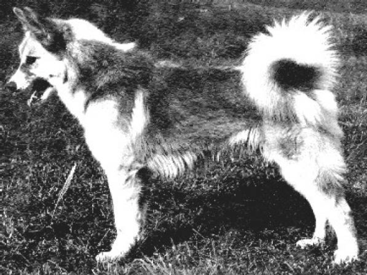 Freetain’s Bles Bles - 331/86 | Icelandic Sheepdog 