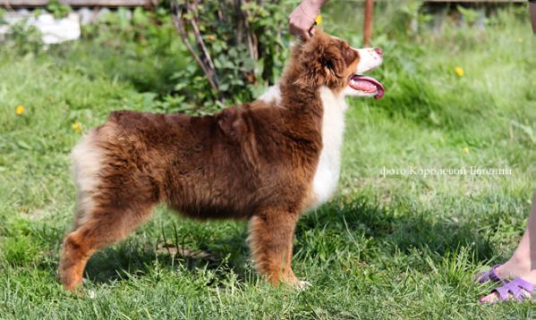 Arauco indomito spicymerken | Australian Shepherd 