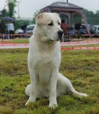 Alaja | Central Asian Shepherd Dog 