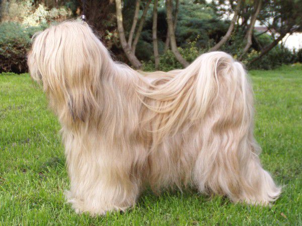 HE-RU-KA TASHI BODJUL | Tibetan Terrier 