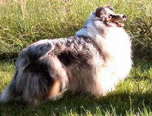 Lashol Near Wild Heaven With Wicani | Rough Collie 