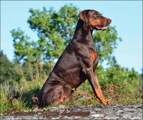 Nightwish Mystic Adventure | Brown Doberman Pinscher