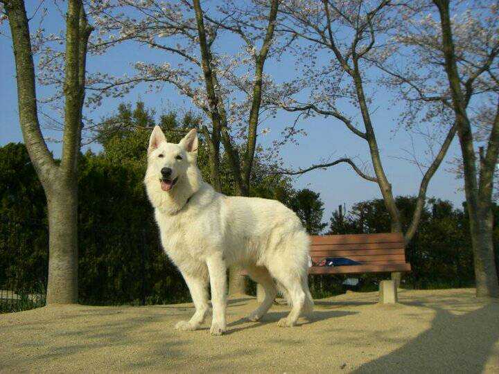 Aboo von Neuman | White Swiss Shepherd Dog 