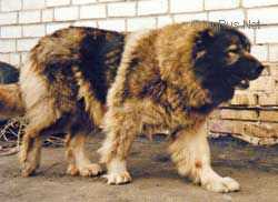 Krin Chara | Caucasian Mountain Dog 