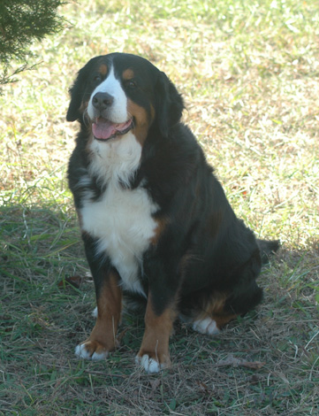 Eversleigh  Honeysuckle Rose | Bernese Mountain Dog 