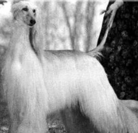 Legend the White Doe | Afghan Hound 