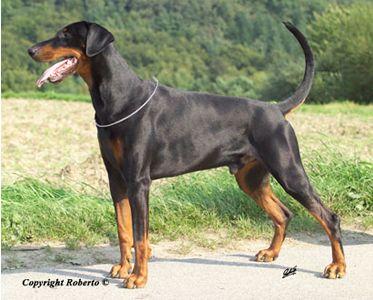 Lasco v. Assindia | Black Doberman Pinscher