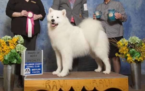 White Magic's Northern Lights at Nightfall | Samoyed 