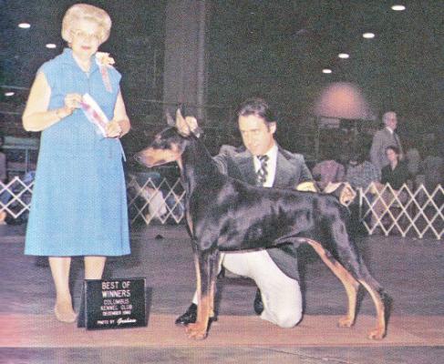 Mikadobe's Valentino v. Paris | Black Doberman Pinscher