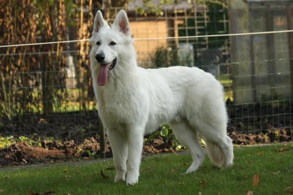 Vanilla Ice of the Heart of Lothian | White Swiss Shepherd Dog 