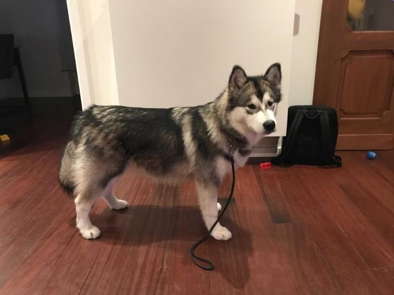 ASTI NANA KINGWOLF | Alaskan Malamute 