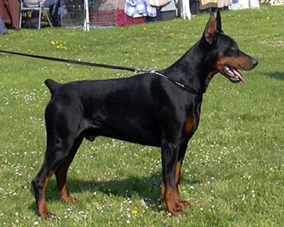 Lampard del Mediano | Black Doberman Pinscher