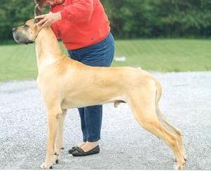 Jamara's Avenger Von Shrado | Great Dane 