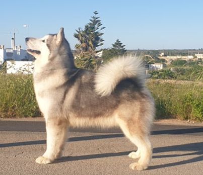 Uri (of the Nordic Dream) | Alaskan Malamute 