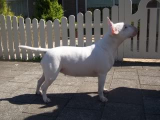 Missy at Seaside Bully's | Bull Terrier 