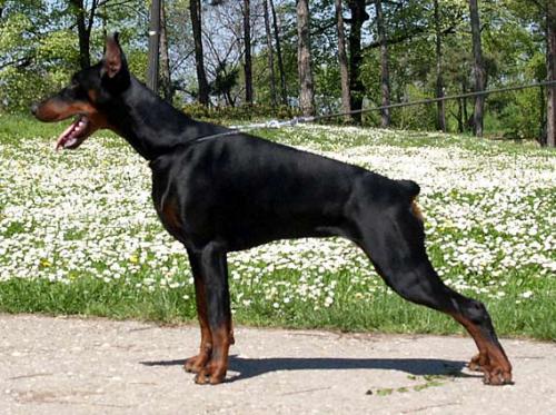 Dolores di Altobello | Black Doberman Pinscher