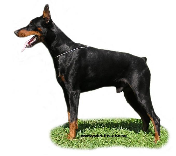Nikolai iz Zoosfery | Black Doberman Pinscher