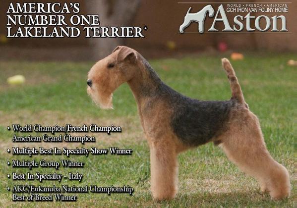 Iron van Foliny Home | Lakeland Terrier 