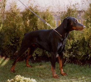 Fürst v. Seckachtal | Black Doberman Pinscher