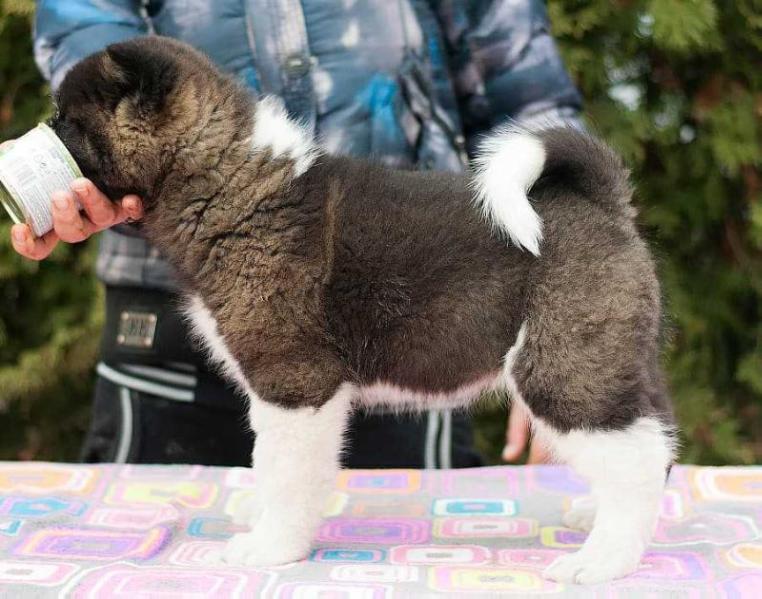 Finist Clear Falcon Orso de Fero | Akita 