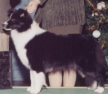 Shoreland's Nine To Five | Border Collie 