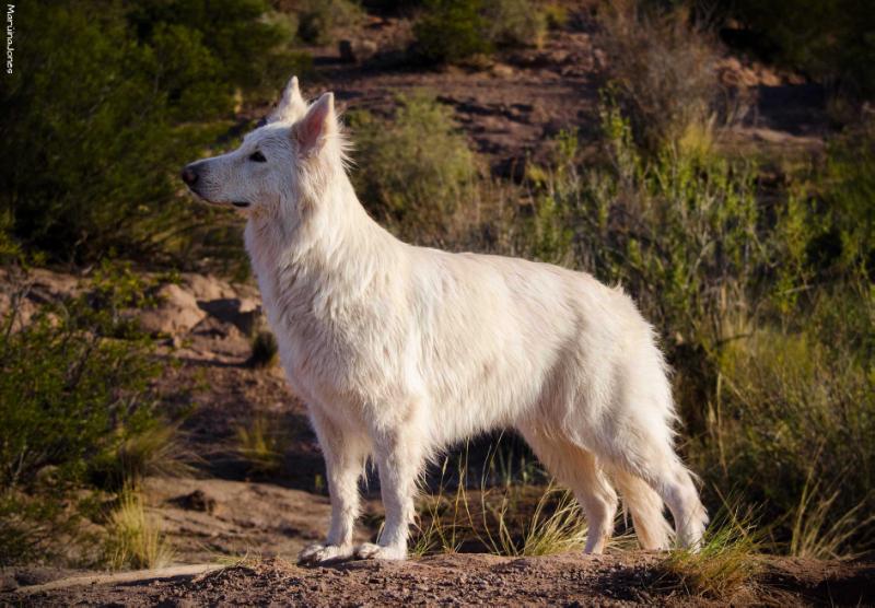 CARPE DIEM Mountain Wolves | White Swiss Shepherd Dog 