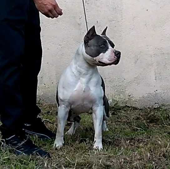 Blue Safira Imperial Terriers | American Staffordshire Terrier 