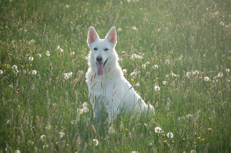 Bo-Zafhira of the White Heaven | White Swiss Shepherd Dog 