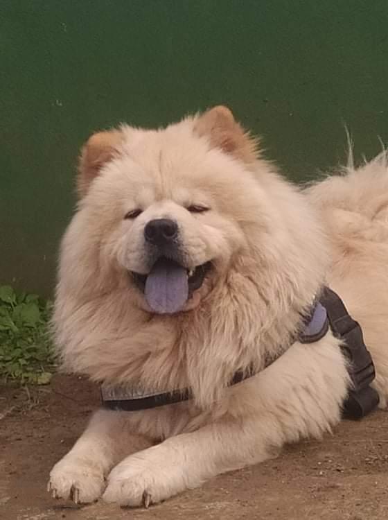 Sir Dribble | Chow Chow 