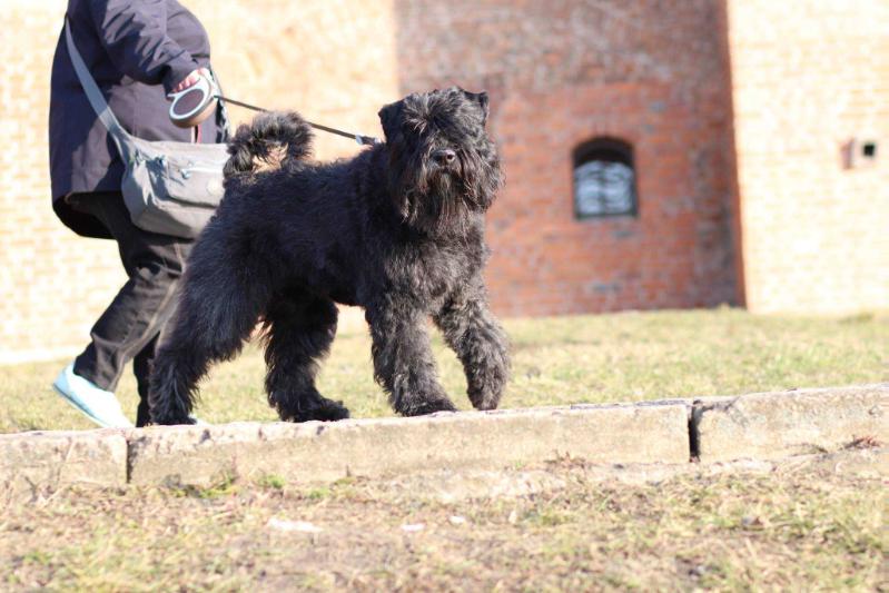 Hikaru z Grodu Ksiazat Pomorskich | Bouvier des Flandres 