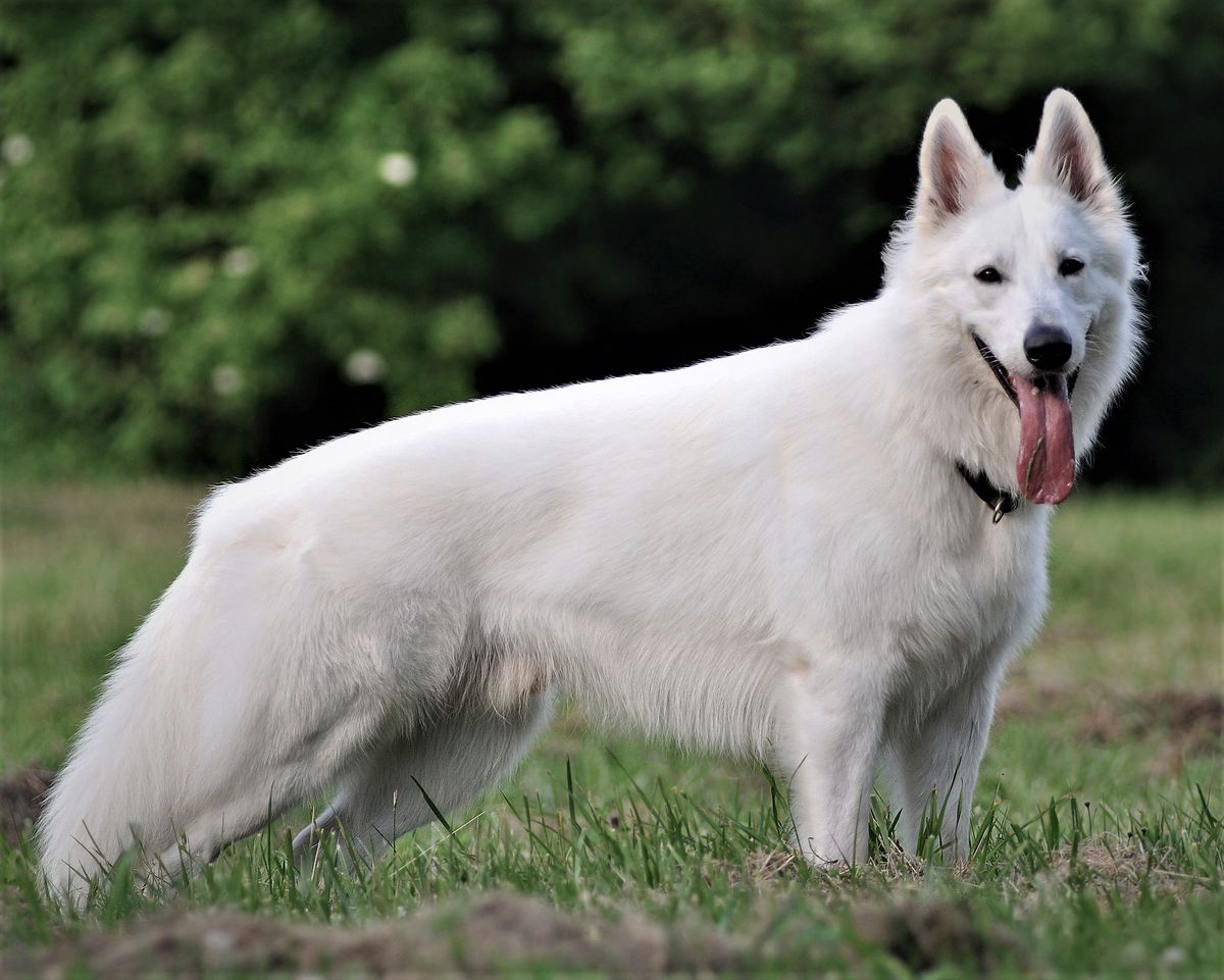 Cosmo Centareus di Temaline | White Swiss Shepherd Dog 