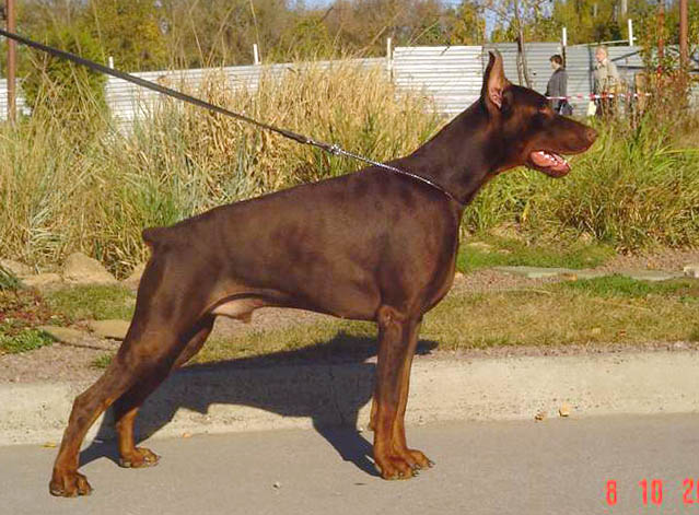 Irinland Amand Ambassador | Brown Doberman Pinscher