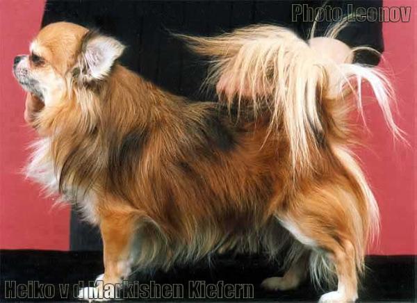 Heico von den mÄrkischen kiefern | Chihuahua 