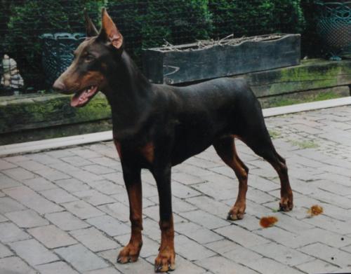 Quesada v. Garval | Brown Doberman Pinscher