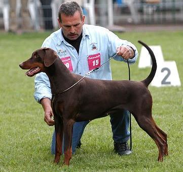 Chendra v. Bismarck | Brown Doberman Pinscher