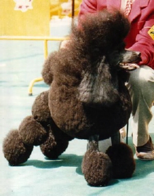 Midnight Special Of Shikarah | Poodle 