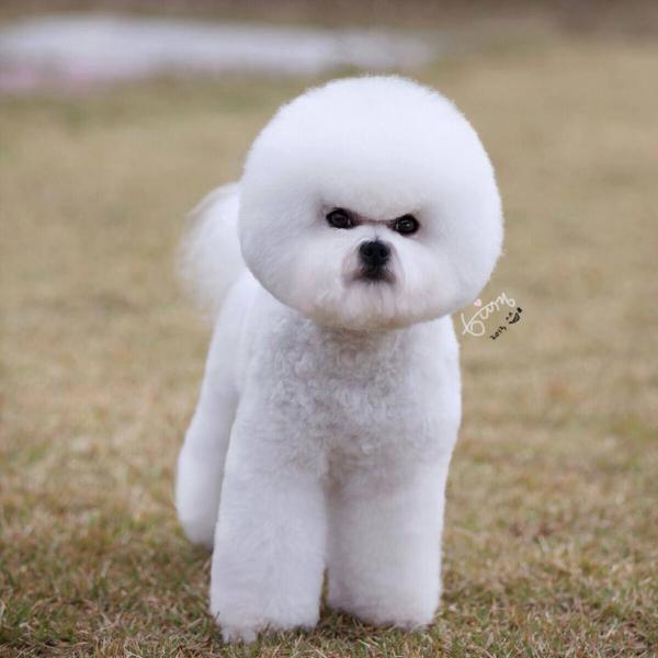 Royal Frise Fendi | Bichon Frise 