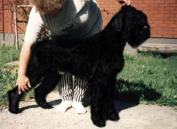 Stemma's Mister Milton | Giant Schnauzer 