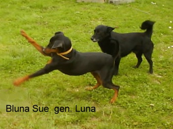 Ria's Sommerwind's BLUNA_SUE | German Pinscher 