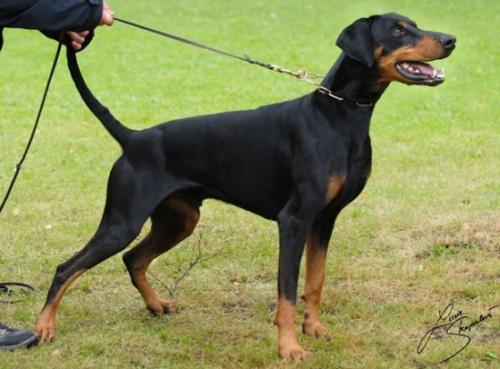 Enrico v. Ferrenberg | Black Doberman Pinscher