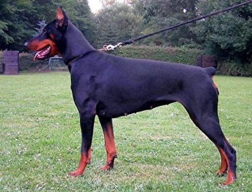 Escara v. Ferrenberg | Black Doberman Pinscher