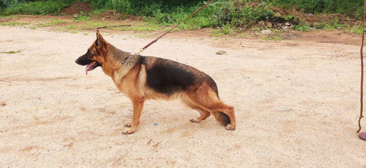 T JAYS Princess | German Shepherd Dog 