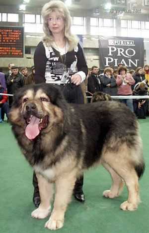 AS (YAGODKINA) | Caucasian Mountain Dog 