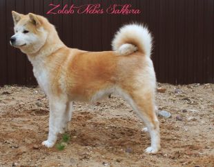 Zoloto Nebes Sakkura | Akita 