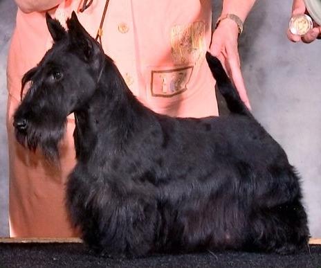 Anstamm Like A Rock | Scottish Terrier 