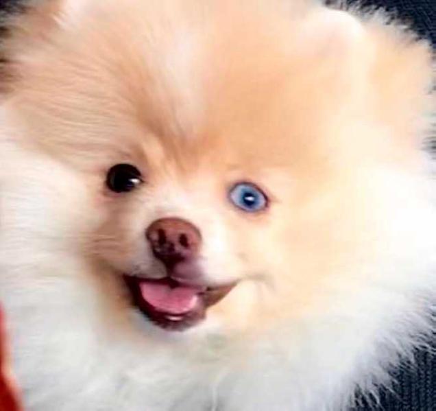 ANR Mila Jo | Pomeranian 