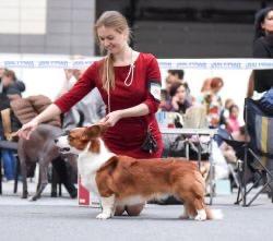 Corgi na Volge Finn Advanture Time | Cardigan Welsh Corgi 